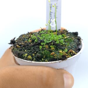 Utricularia sandersonii3