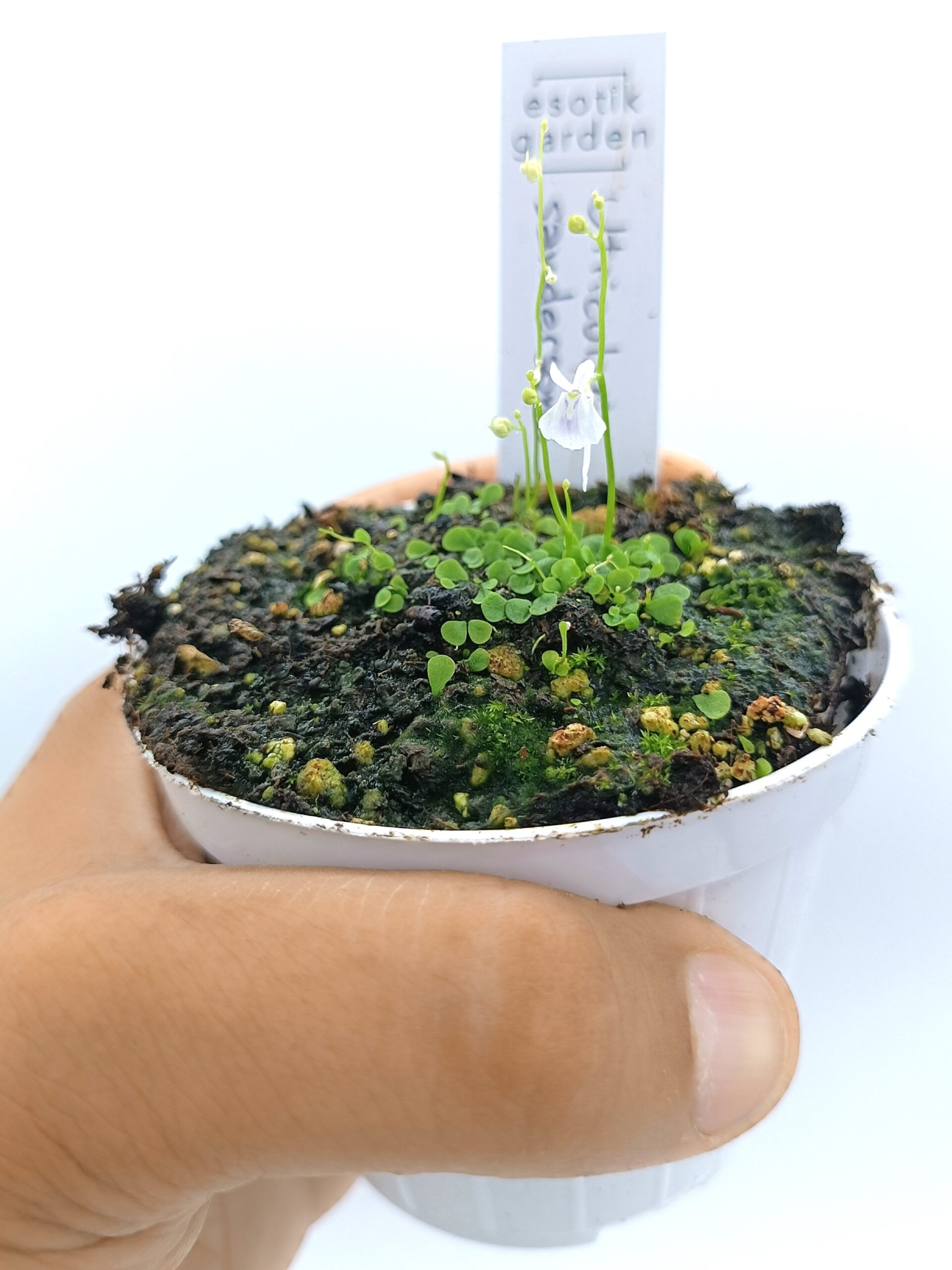 Utricularia sandersonii3