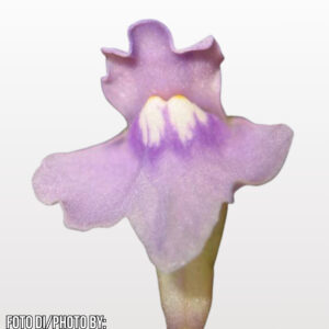 Utricularia tridentata