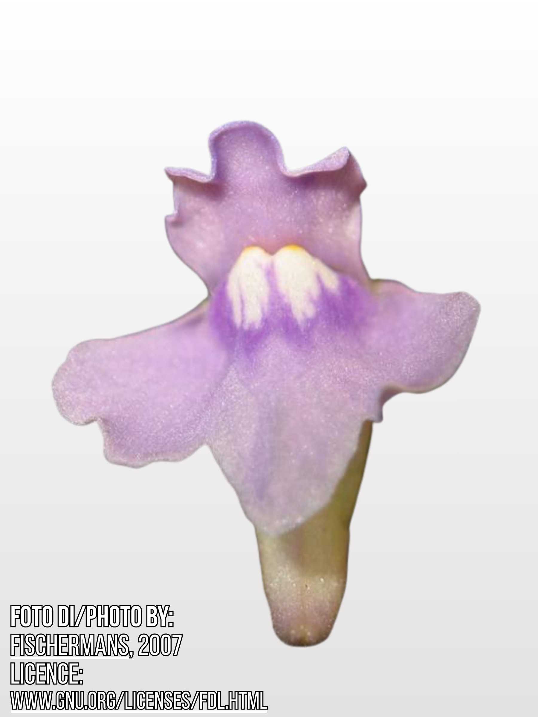 Utricularia tridentata