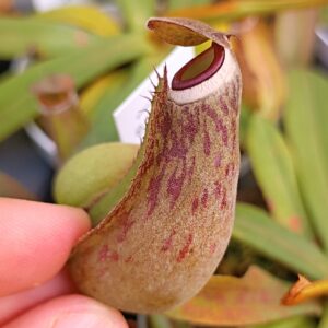 Nepenthes albomarginata