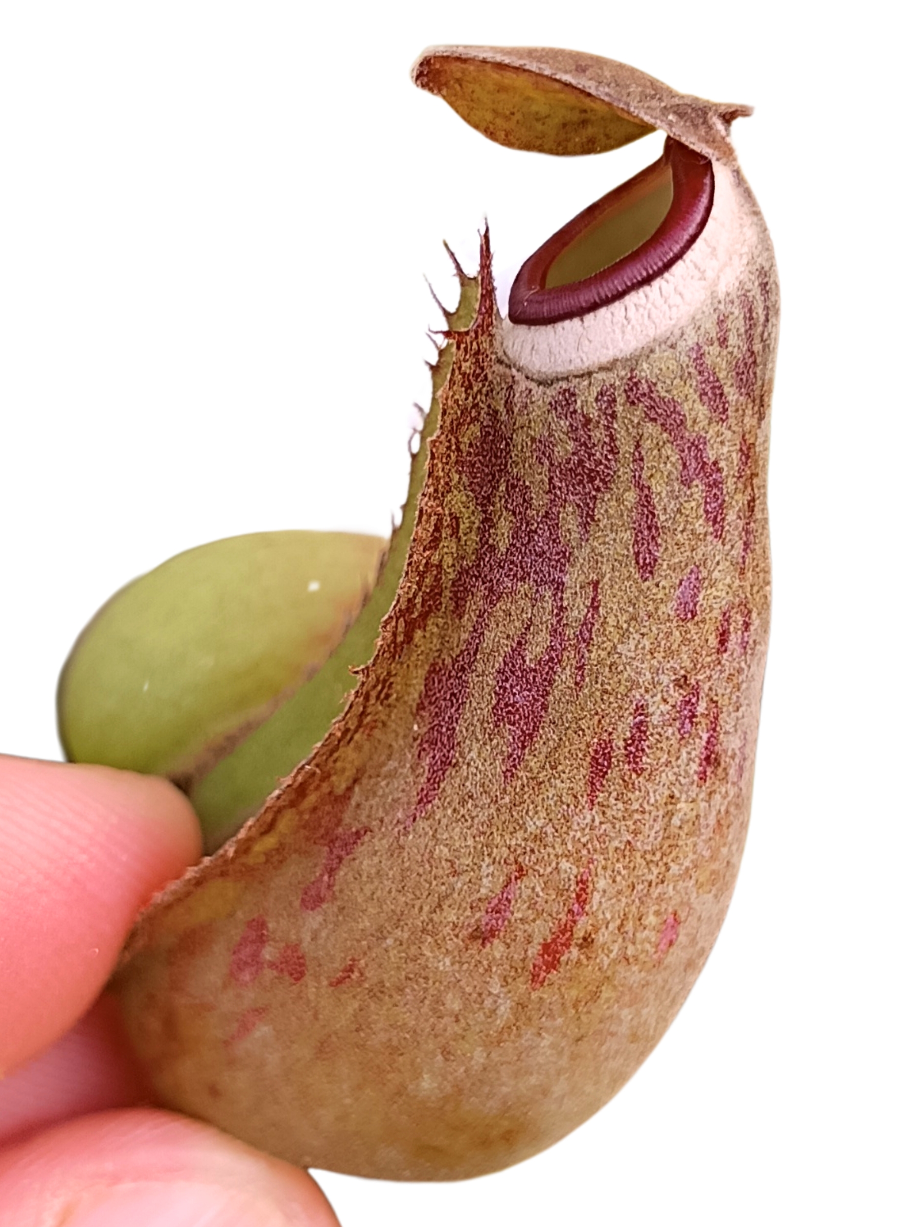 52_20260908_054224_0001