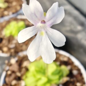 Pinguicula gracilis x emarginata