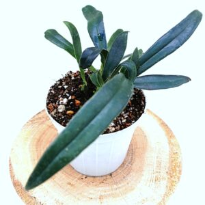 Microsorum thailandicum (Felce blu o Felce di Avatar)