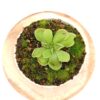 Pinguicula ehlersiae x acuminata