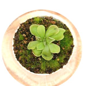Pinguicula ehlersiae x acuminata