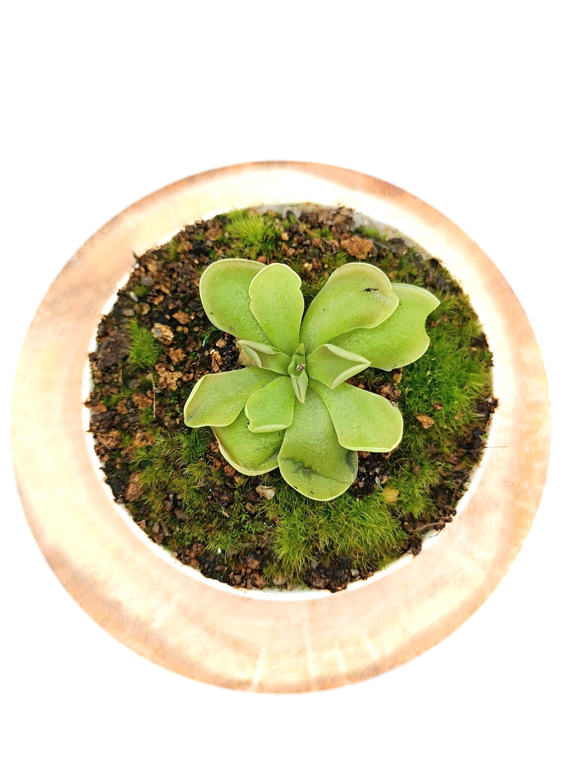 Pinguicula ehlersiae x acuminata1