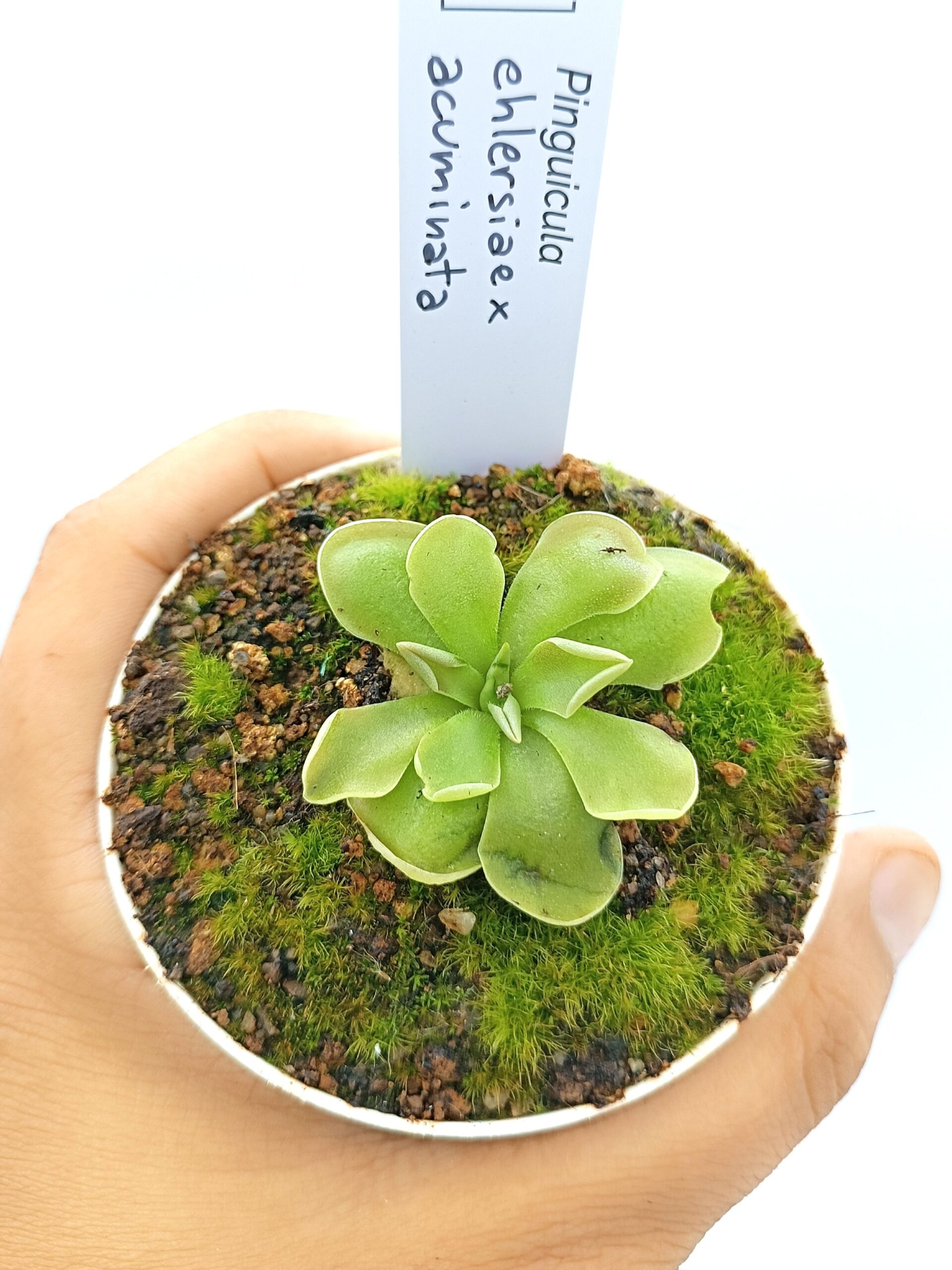 Pinguicula ehlersiae x acuminata2