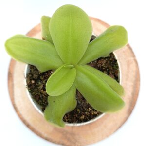 Pinguicula gigantea x cf. esseriana (Yucca Do 1713), cl. A3