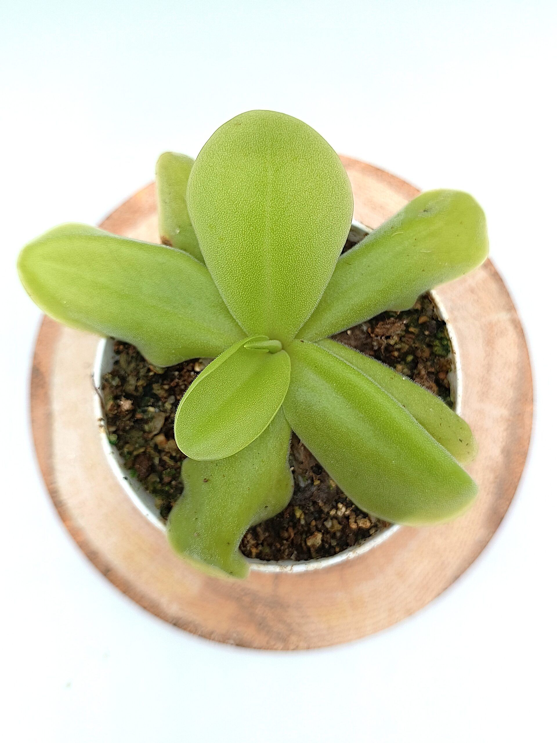 Pinguicula gigantea x cf. esseriana (Yucca Do 1713), cl. A3