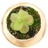 Pinguicula gigantea x cf. esseriana (Yucca Do 1713), EG cl. B