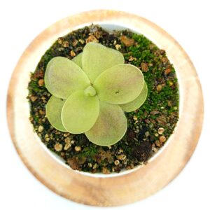 Pinguicula gigantea x cf. esseriana (Yucca Do 1713), EG cl. B