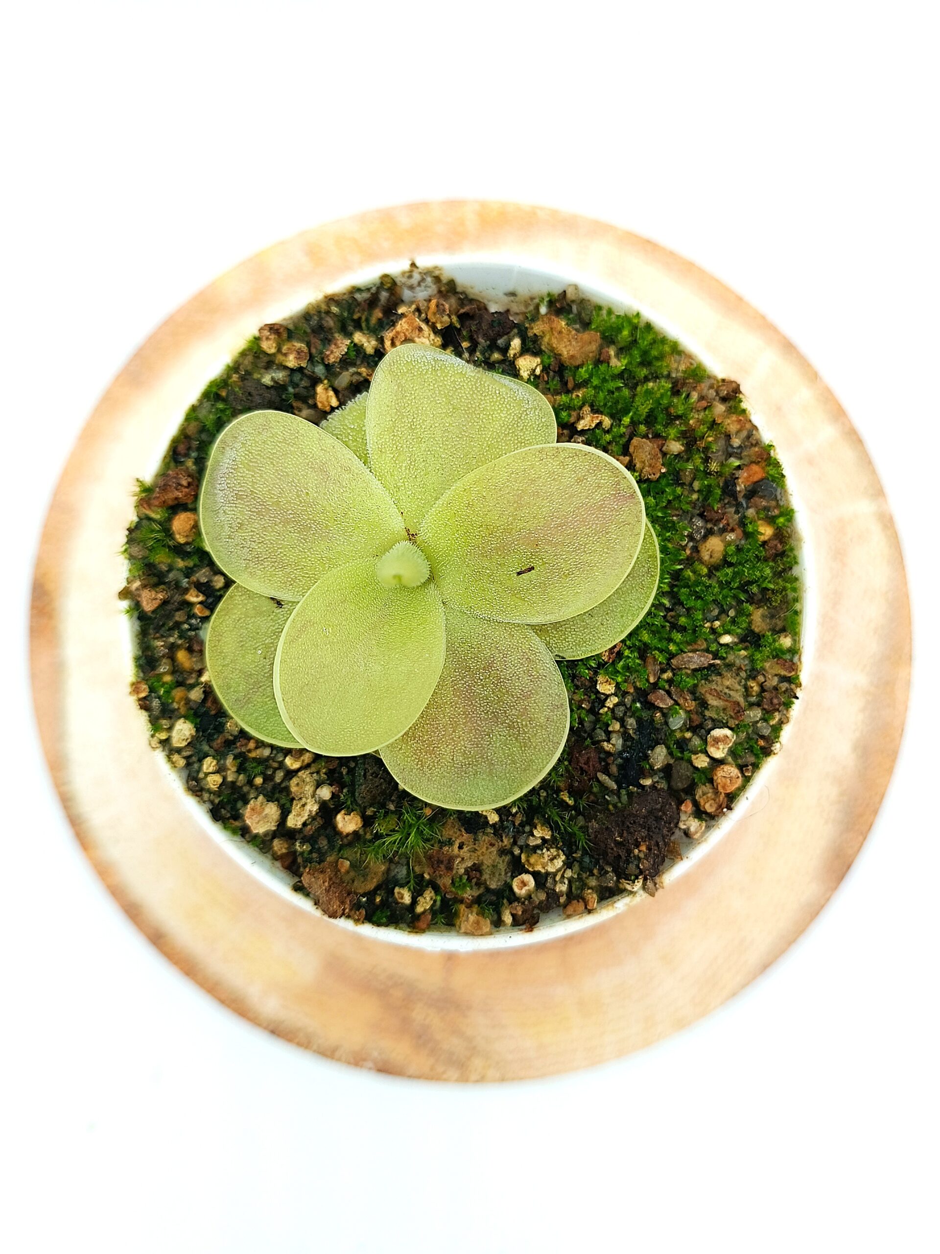 Pinguicula gigantea x cf. esseriana (Yucca Do 1713), cl. B1