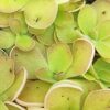 Pinguicula gigantea x ehlersiae