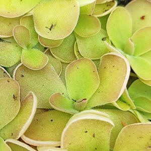 Pinguicula gigantea x ehlersiae