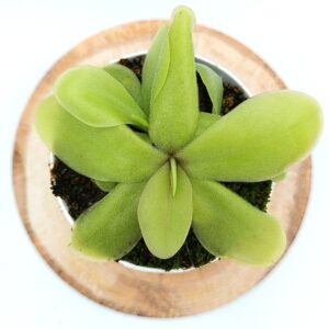Pinguicula gigantea x rectifolia