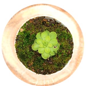 Pinguicula gracilis x emarginata1