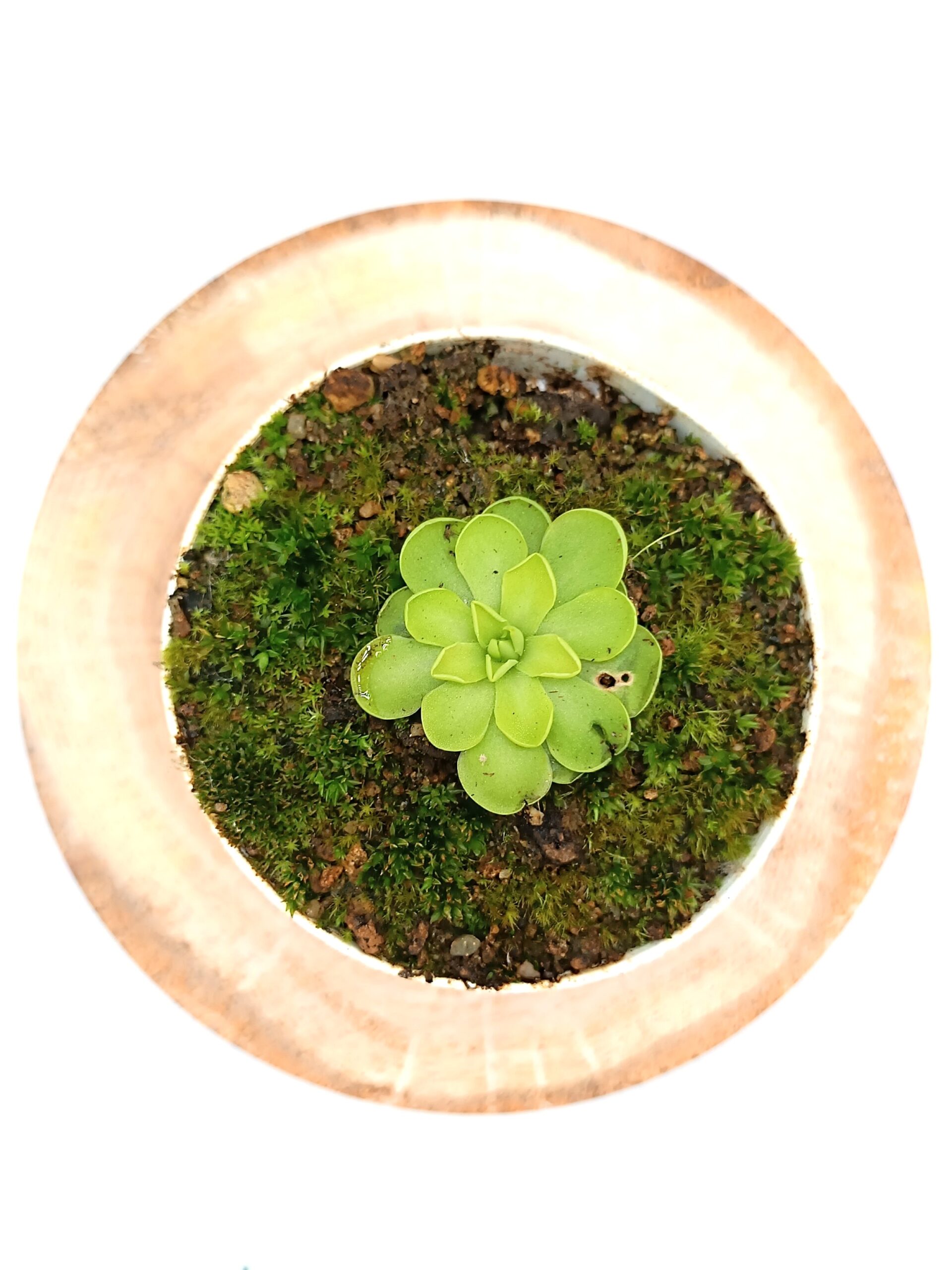 Pinguicula gracilis x emarginata1