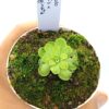 Pinguicula gracilis x emarginata