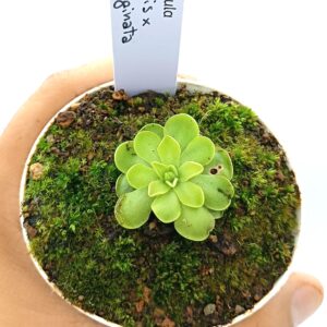 Pinguicula gracilis x emarginata