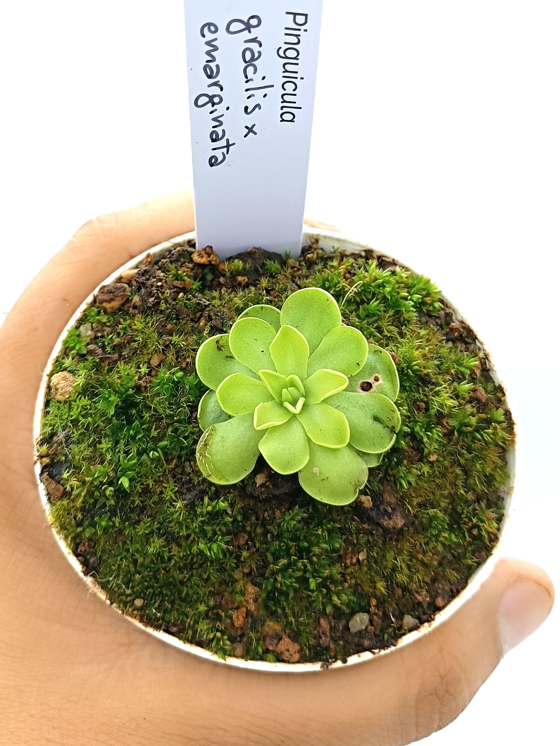 Pinguicula gracilis x emarginata2
