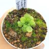 Pinguicula laueana “geranium flower” x moranensis “cyclamen”