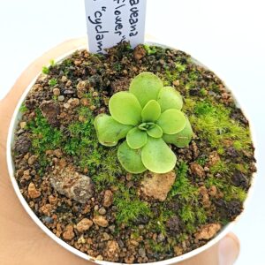 Pinguicula laueana "geranium flower" x moranensis "cyclamen"