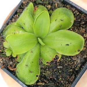 Pinguicula moranensis (dark violet flower, Santa Maria Yucuhiti)