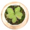 Pinguicula rectifolia x emarginata, EG cl. A