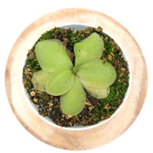 Pinguicula rectifolia x emarginata, EG cl. A