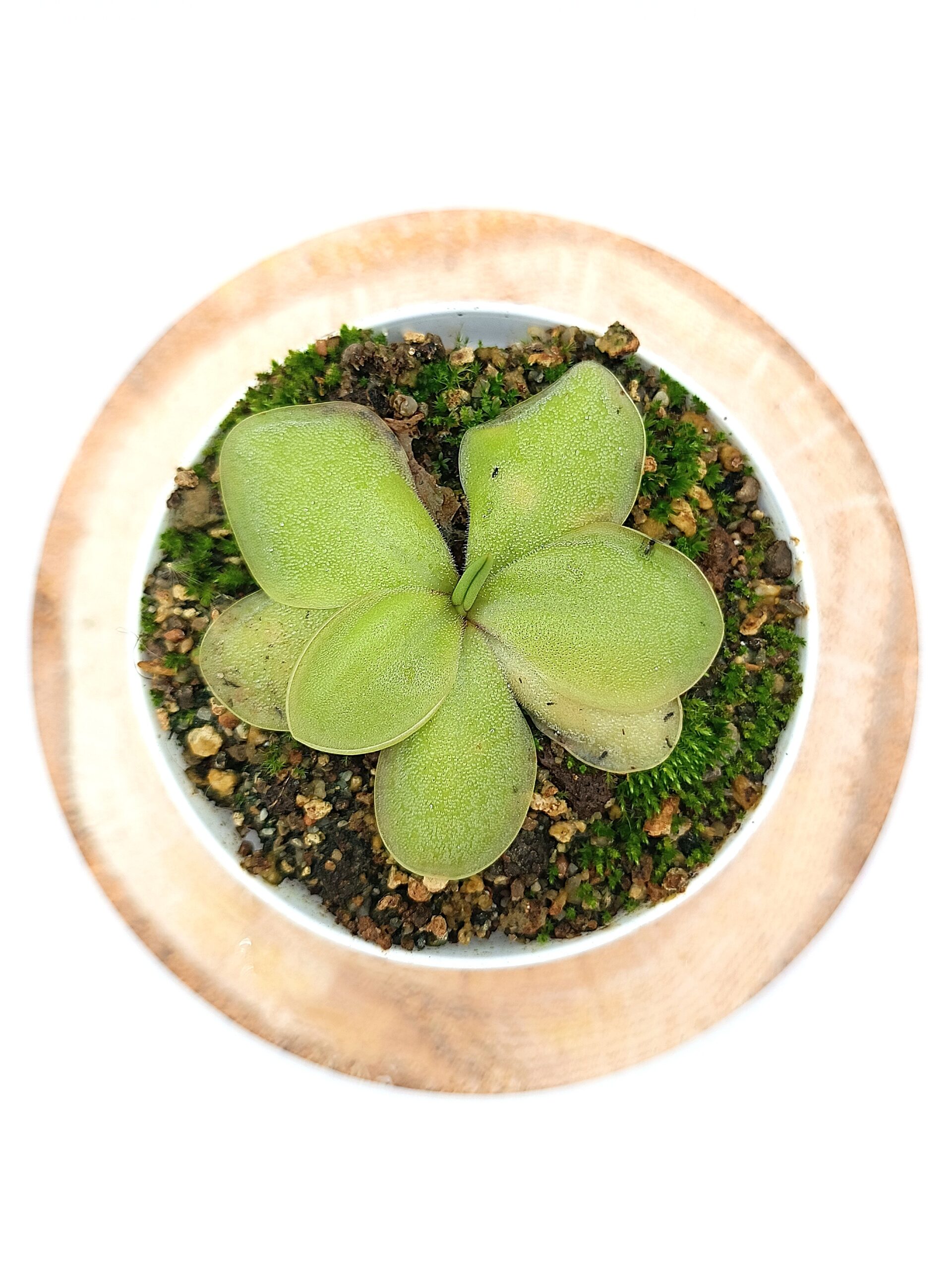 Pinguicula rectifolia x emarginata, cl. A1