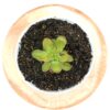 Pinguicula x “BCP crystal”
