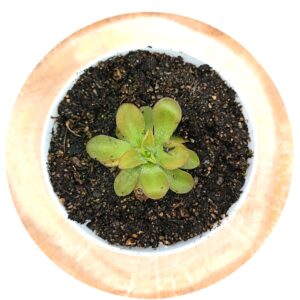 Pinguicula x "BCP crystal"
