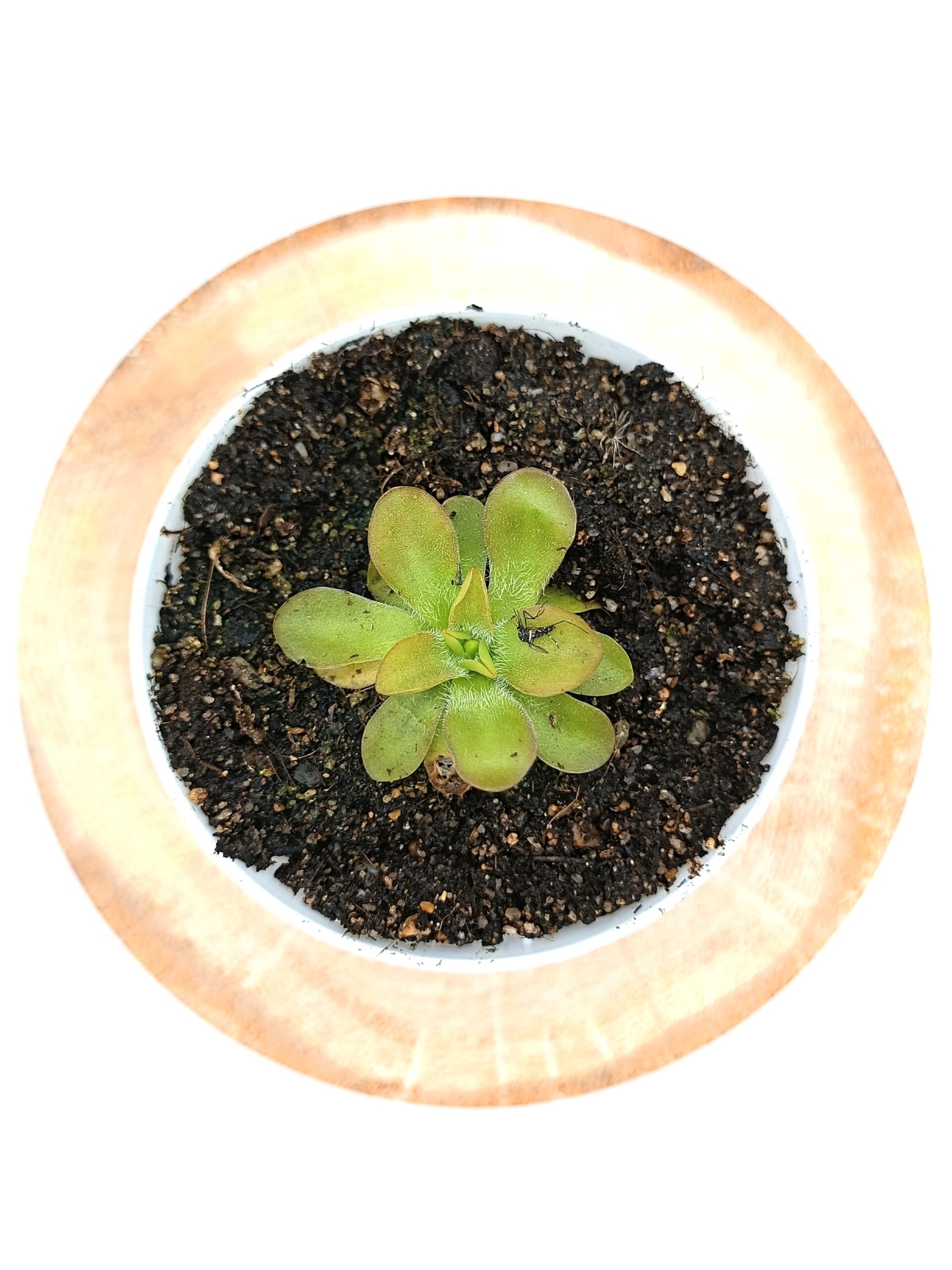 Pinguicula x BCP crystal1