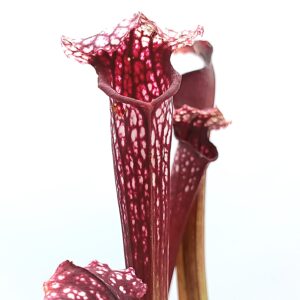 Sarracenia [(x moorei "Wilkerson white knight") x leucophylla (L18 MK)] x (x 'Iamsatyricon') - red, da seme, esemplari selezionati
