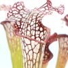 Sarracenia [(x moorei “Wilkerson white knight”) x leucophylla (L18 MK)] x (x ‘Iamsatyricon’), da seme, esemplari selezionati