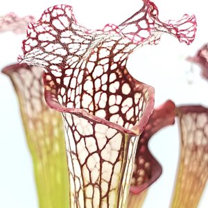 Sarracenia [(x moorei "Wilkerson white knight") x leucophylla (L18 MK)] x (x 'Iamsatyricon'), da seme, esemplari selezionati