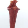 Sarracenia flava “all red lidless”, da seme, esemplari selezionati