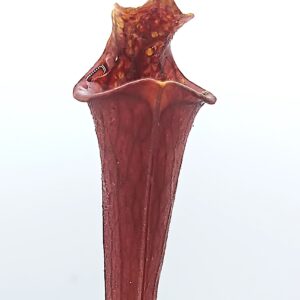 Sarracenia flava "all red lidless", da seme, esemplari selezionati