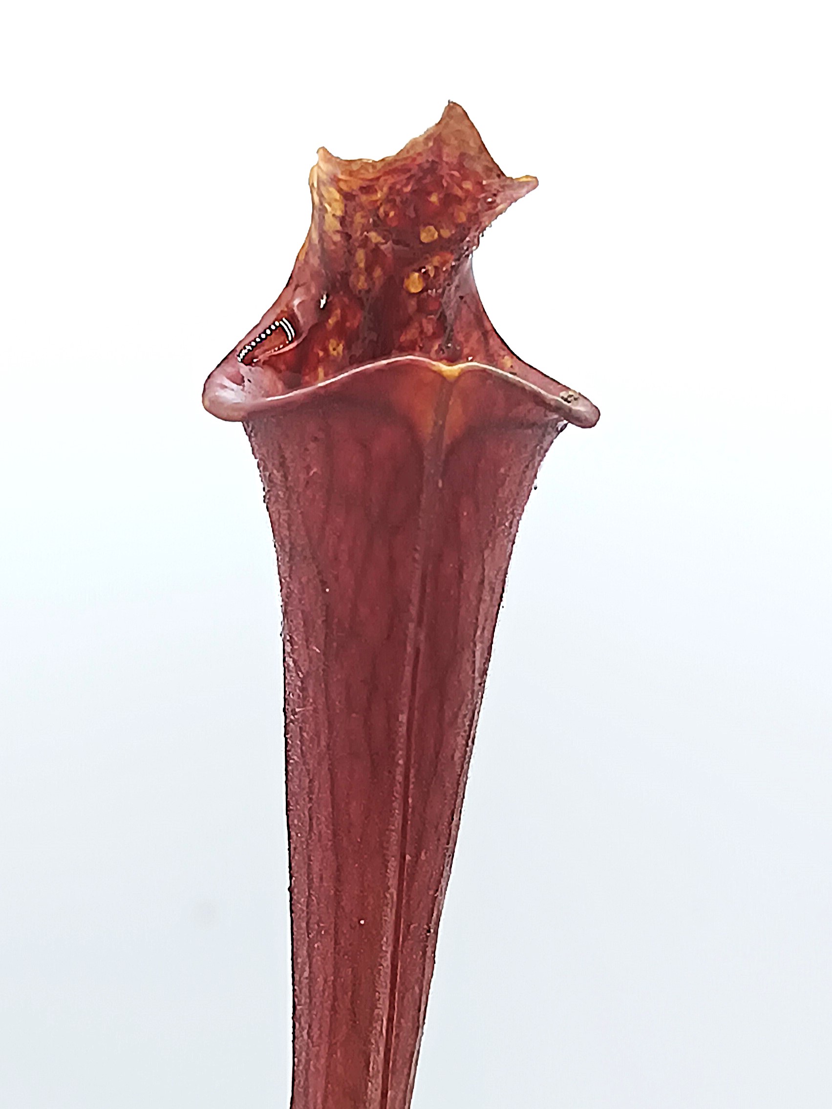 Sarracenia flava all red lidless = var. rubricorpora 'Claret' (F25 MK) x var. atropurpurea lidless (cl. 1)1