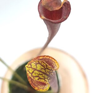 Sarracenia flava all red lidless = var. rubricorpora 'Claret' (F25 MK) x var. atropurpurea lidless (cl. 1)2