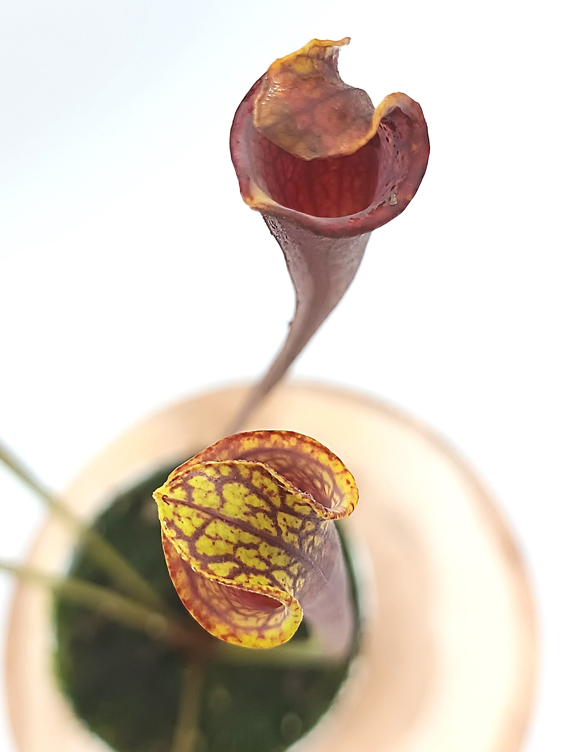 Sarracenia flava all red lidless = var. rubricorpora 'Claret' (F25 MK) x var. atropurpurea lidless (cl. 1)2