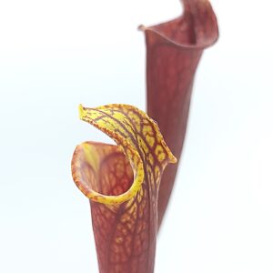Sarracenia flava all red lidless = var. rubricorpora 'Claret' (F25 MK) x var. atropurpurea lidless (cl. 1)3
