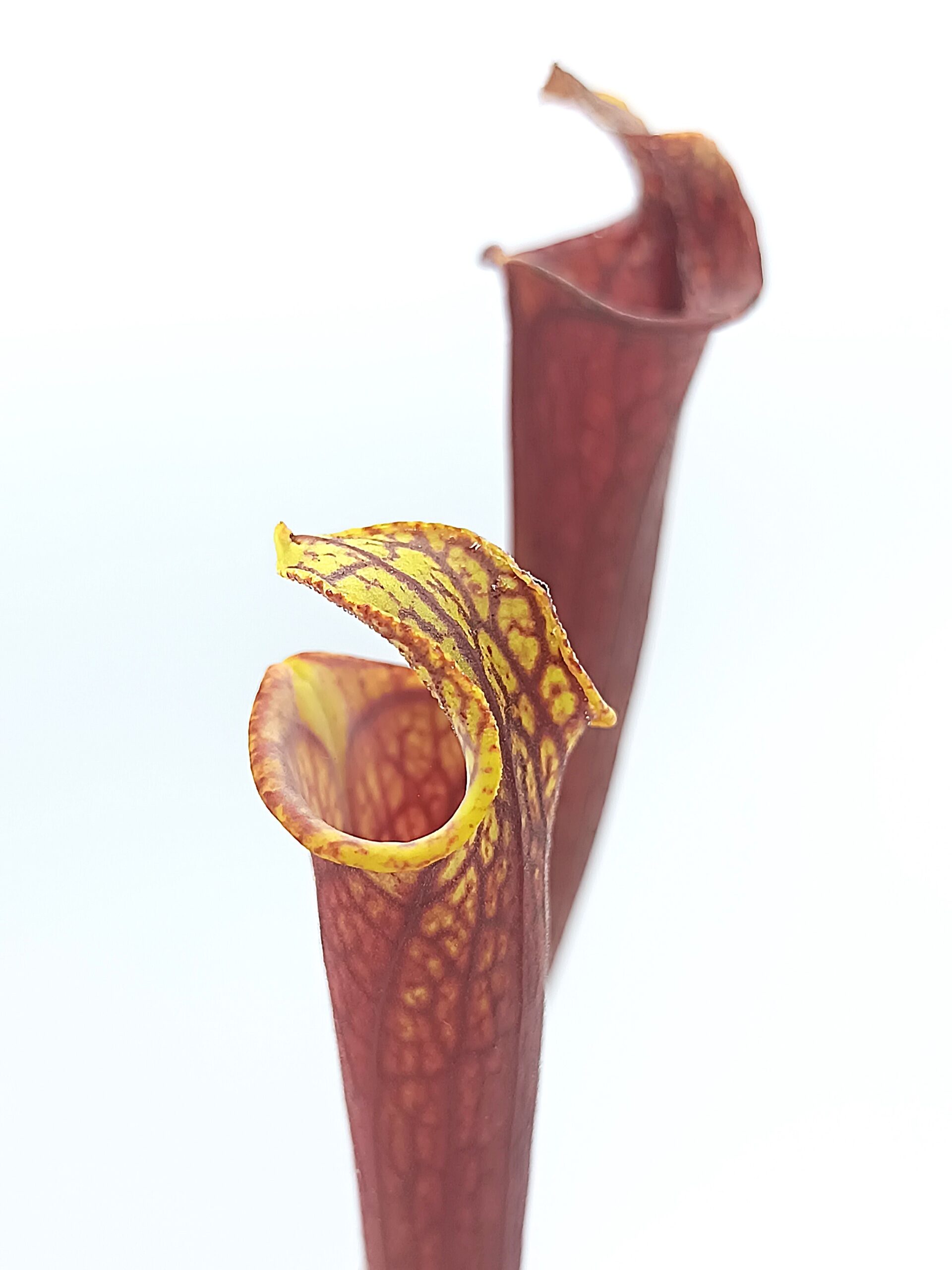 Sarracenia flava all red lidless = var. rubricorpora 'Claret' (F25 MK) x var. atropurpurea lidless (cl. 1)3