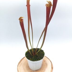 Sarracenia flava all red lidless = var. rubricorpora 'Claret' (F25 MK) x var. atropurpurea lidless (cl. 1)4
