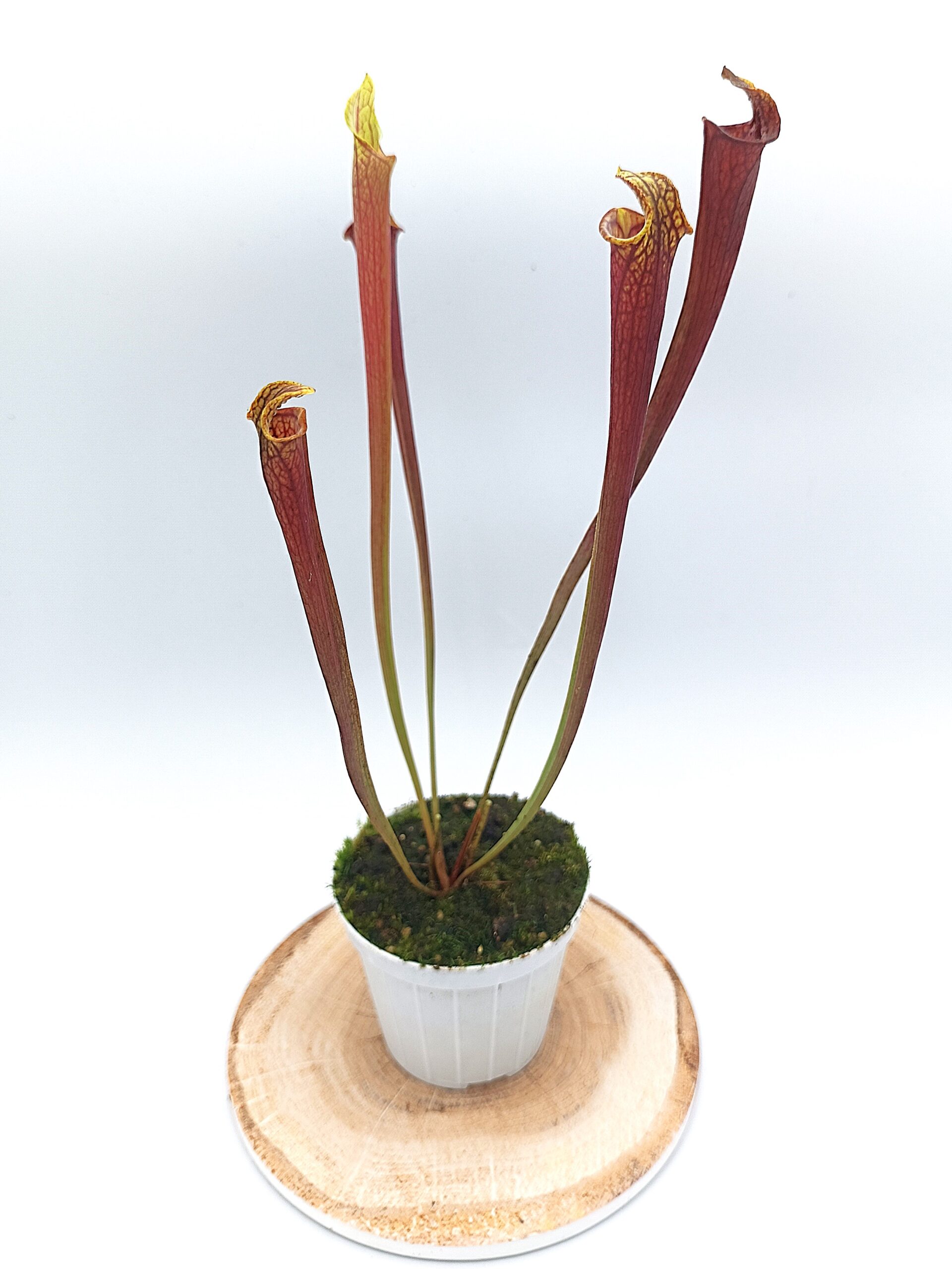 Sarracenia flava all red lidless = var. rubricorpora 'Claret' (F25 MK) x var. atropurpurea lidless (cl. 1)4