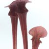 Sarracenia flava var. atropurpurea (2AT super dark, Okaloosa Co, FL x self), da seme, esemplari selezionati
