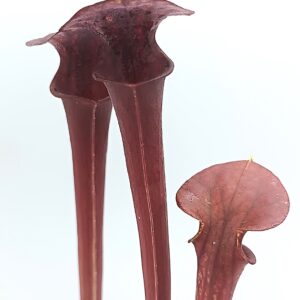 Sarracenia flava var. atropurpurea (2AT super dark, Okaloosa Co, FL x self), da seme, esemplari selezionati