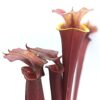 Sarracenia flava var. atropurpurea (‘Waccamaw’ x self), da seme, esemplari selezionati