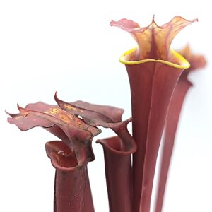 Sarracenia flava var. atropurpurea ('Waccamaw' x self), da seme, esemplari selezionati